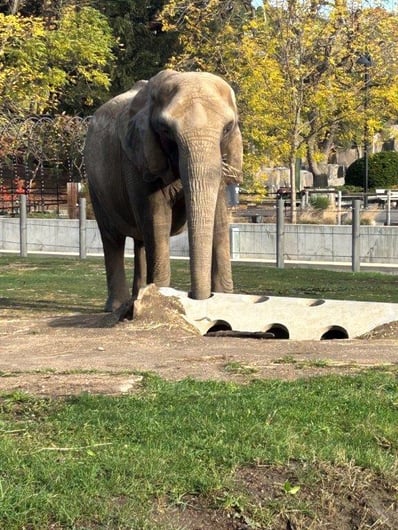 2025 CMC RCP Milwaukee County Zoo Elephant Enclosure Round 3 of Assets 1