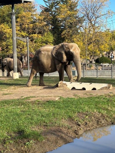 2025 CMC RCP Milwaukee County Zoo Elephant Enclosure Round 3 of Assets 4